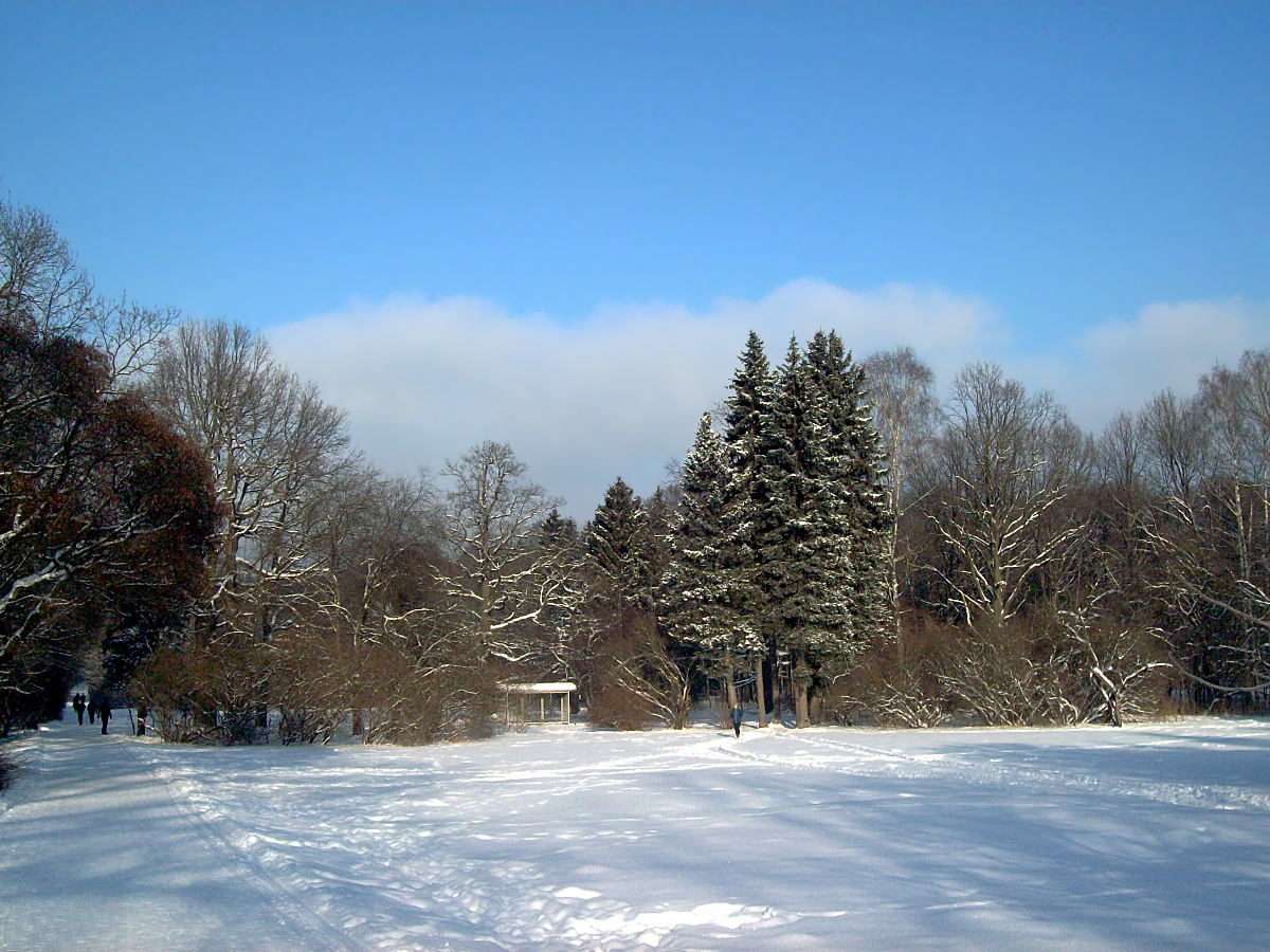 ***Лирика зимнего дня зима Москва Главный Ботанический сад
