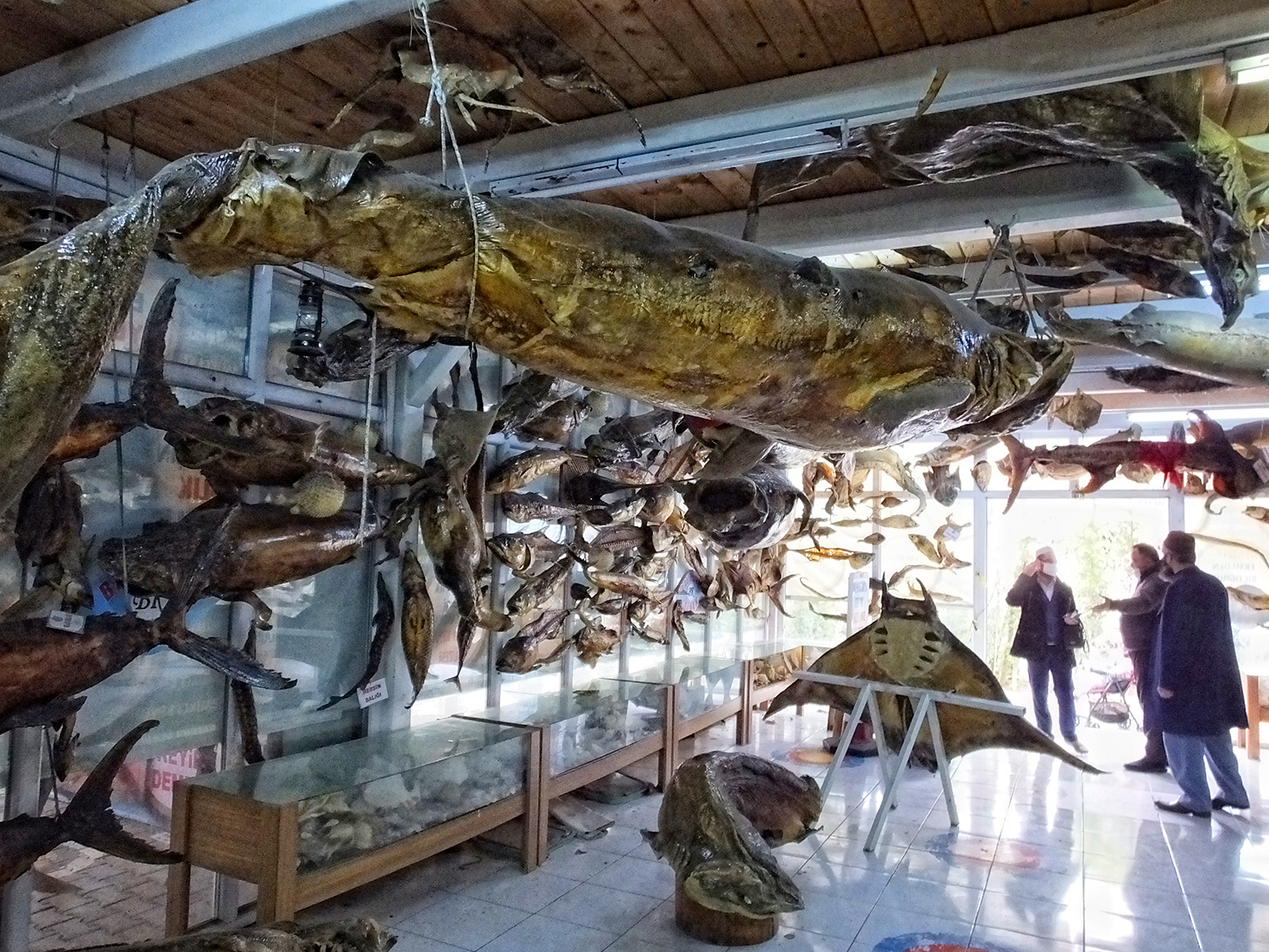 Стамбульский музей рыбы. 