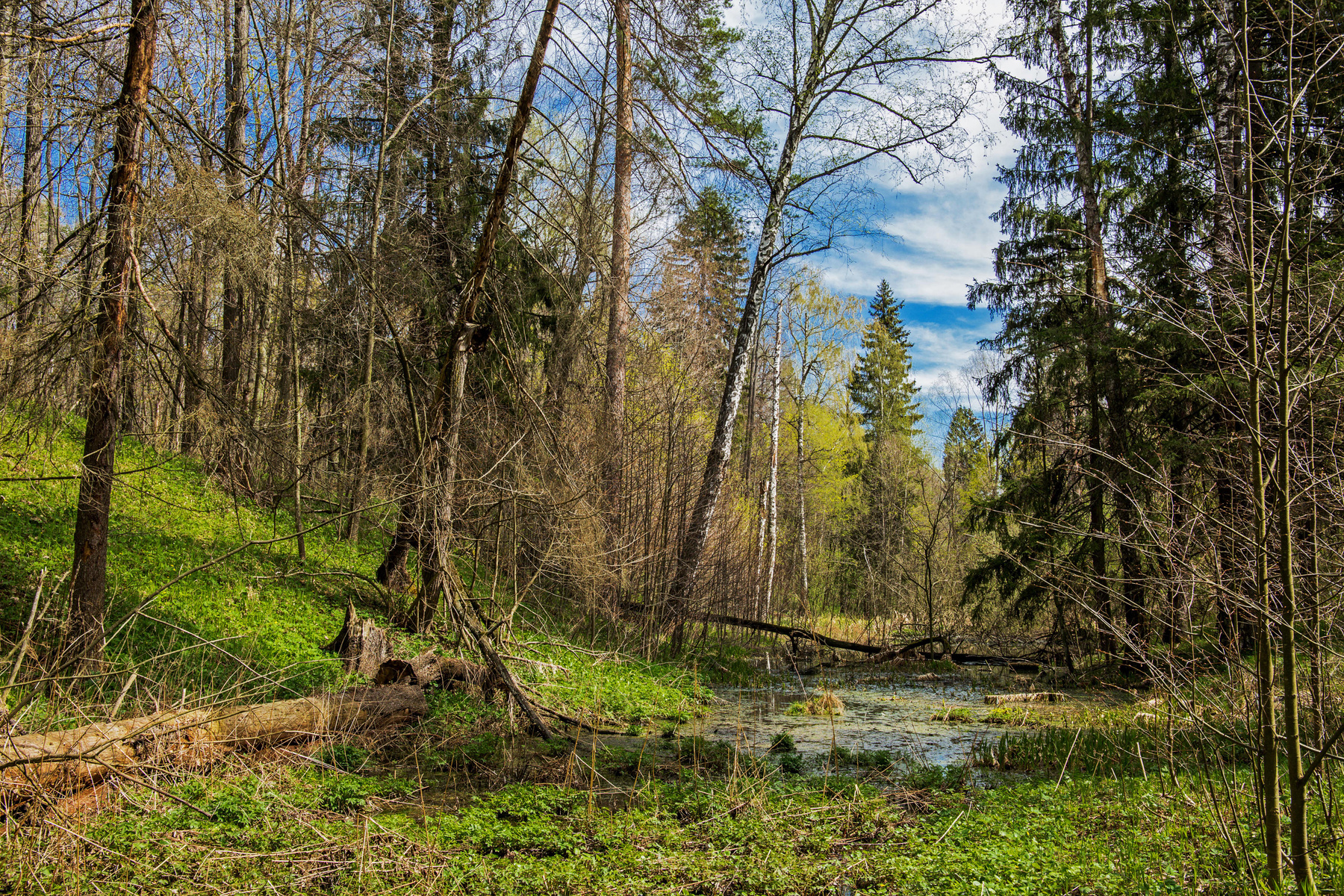 *** природа пейзаж весна лес татарстан октябрьский