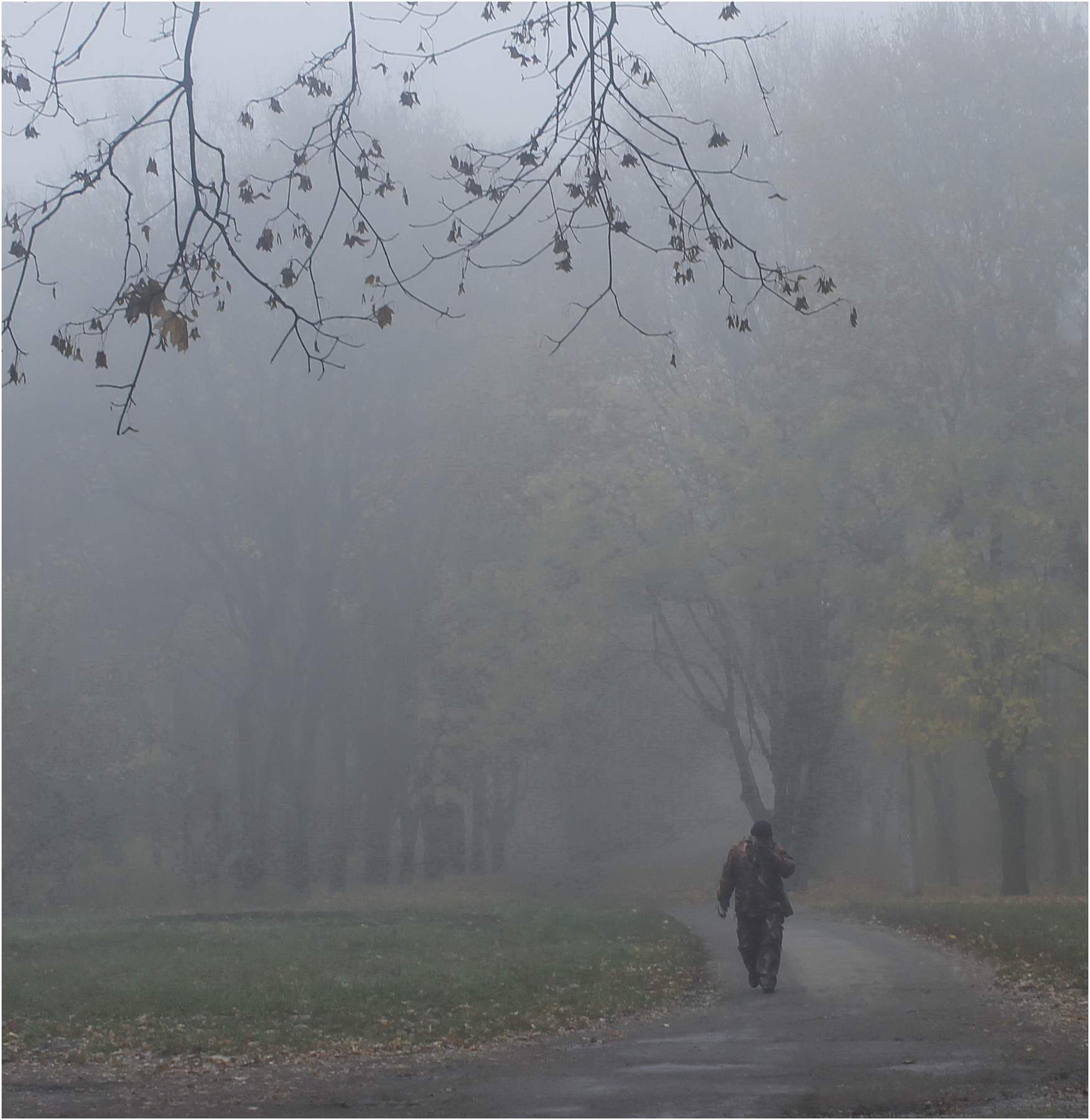 Опавшие листья Природа туман человек осень