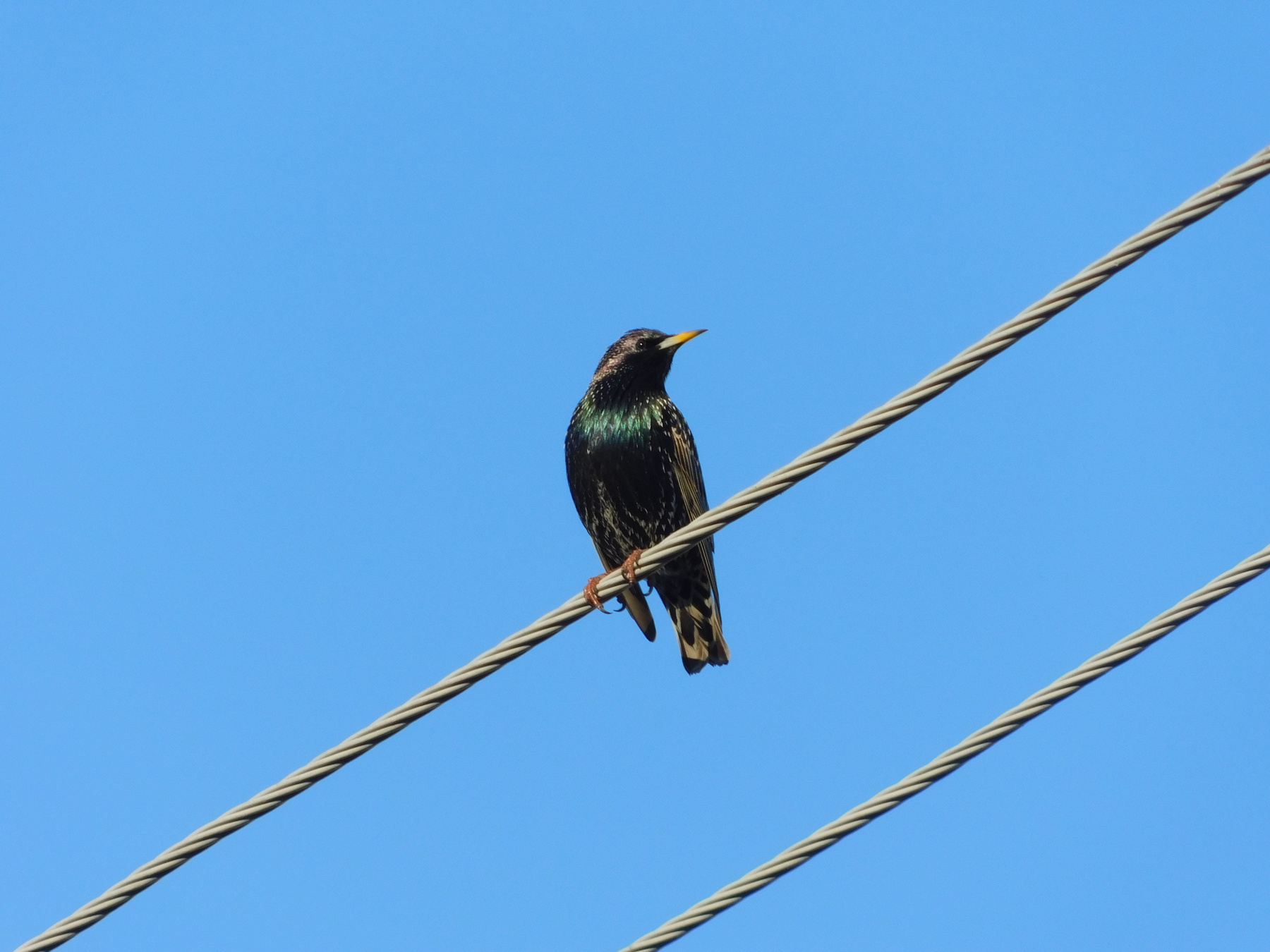 Птичка Птица природа небо голубой черный зеленый крылья