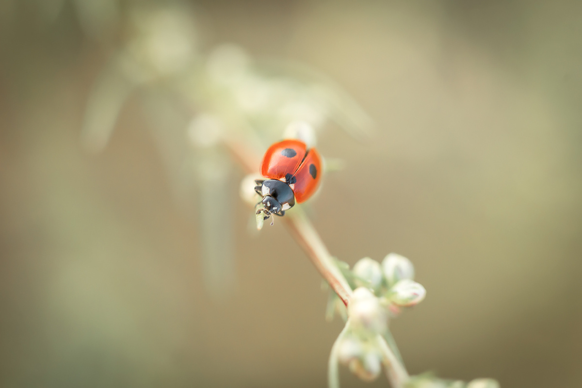 Природный минимализм божья коровка красный природа насекомые жуки макро фауна живой мир красота рядом микромир