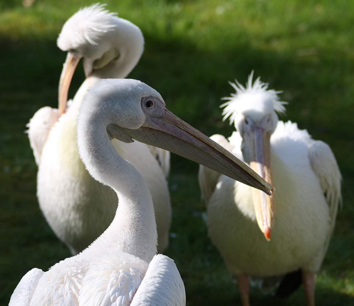 семья пеликанов 