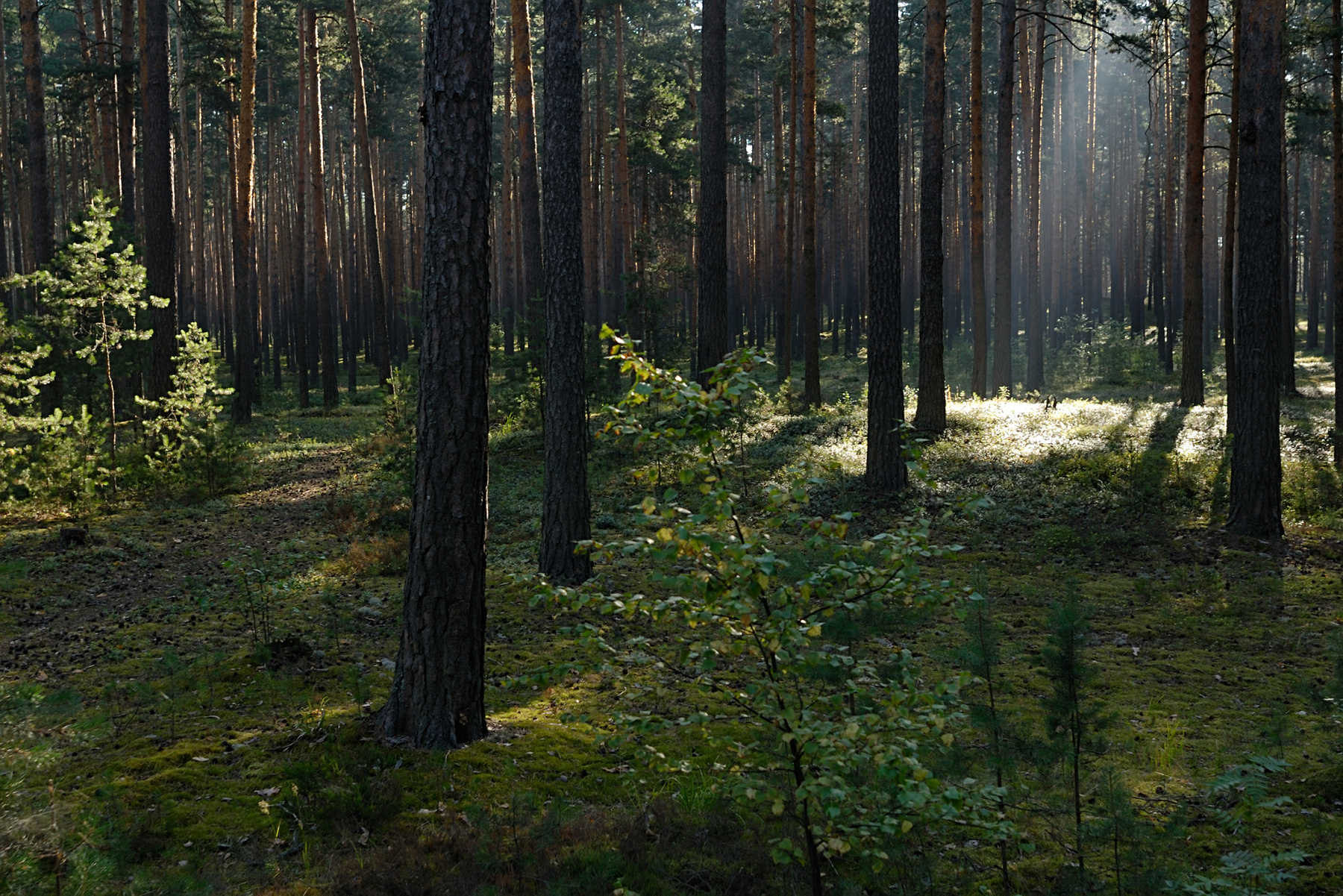 Утро в лесу Россия Тверская область лес лето пейзаж