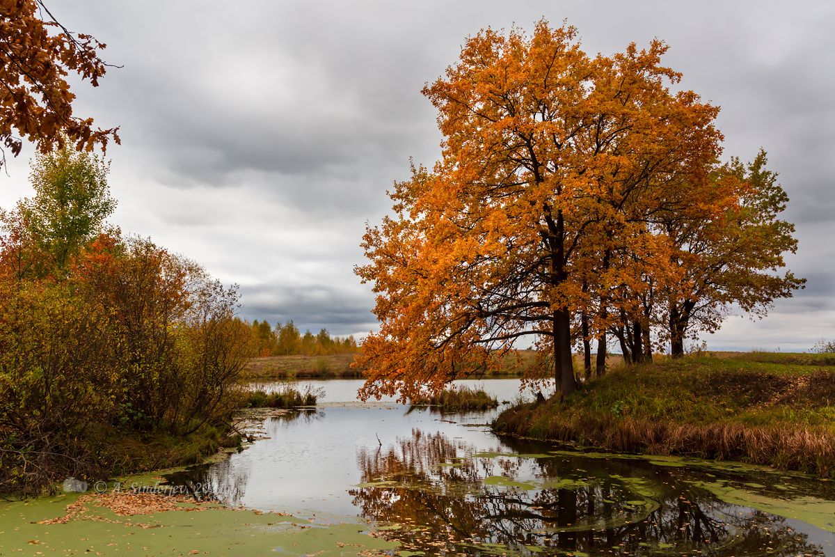 Пасмурный осенний пейзаж осень озеро деревья