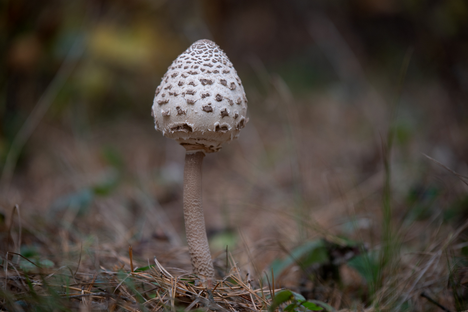 ,, Недотрога ,, природа осень лес грибы зонтик