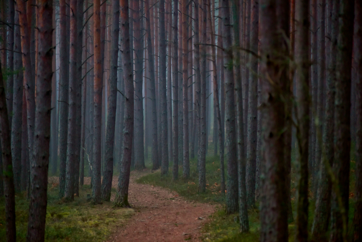 * лес сосны природа Латвия тропинка лето eVm