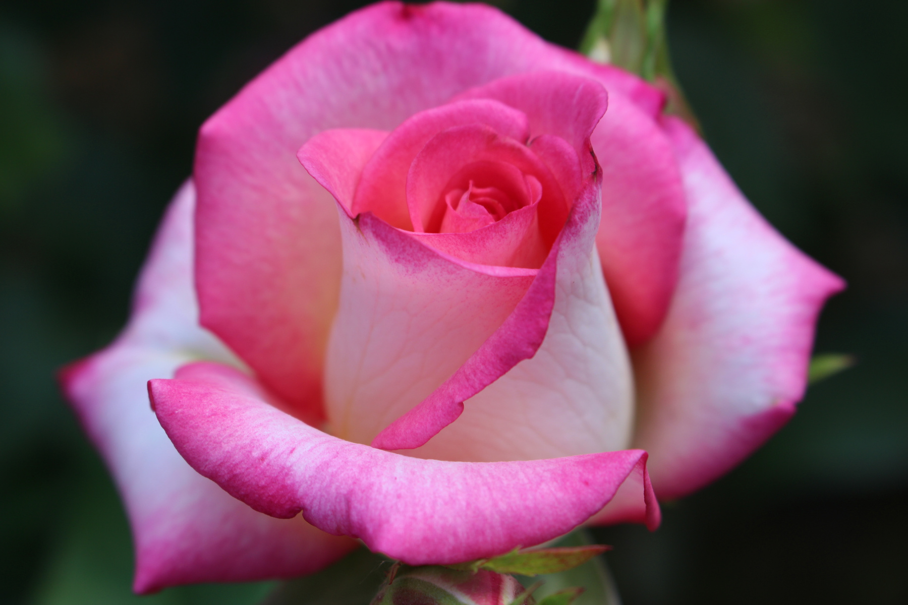 роза цветы розы природа роза розовый растения декоративные