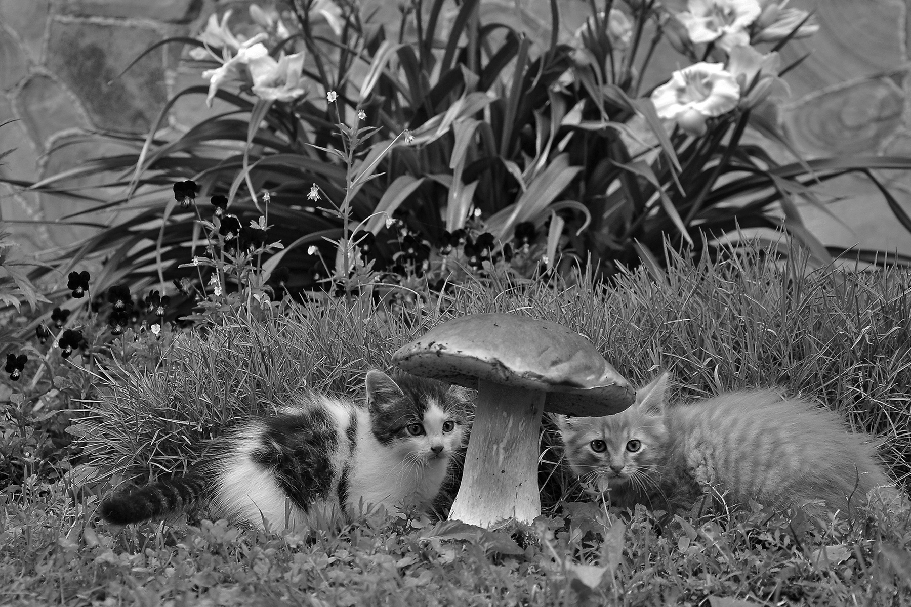Грибы пошли... лето гриб котята кот кошка