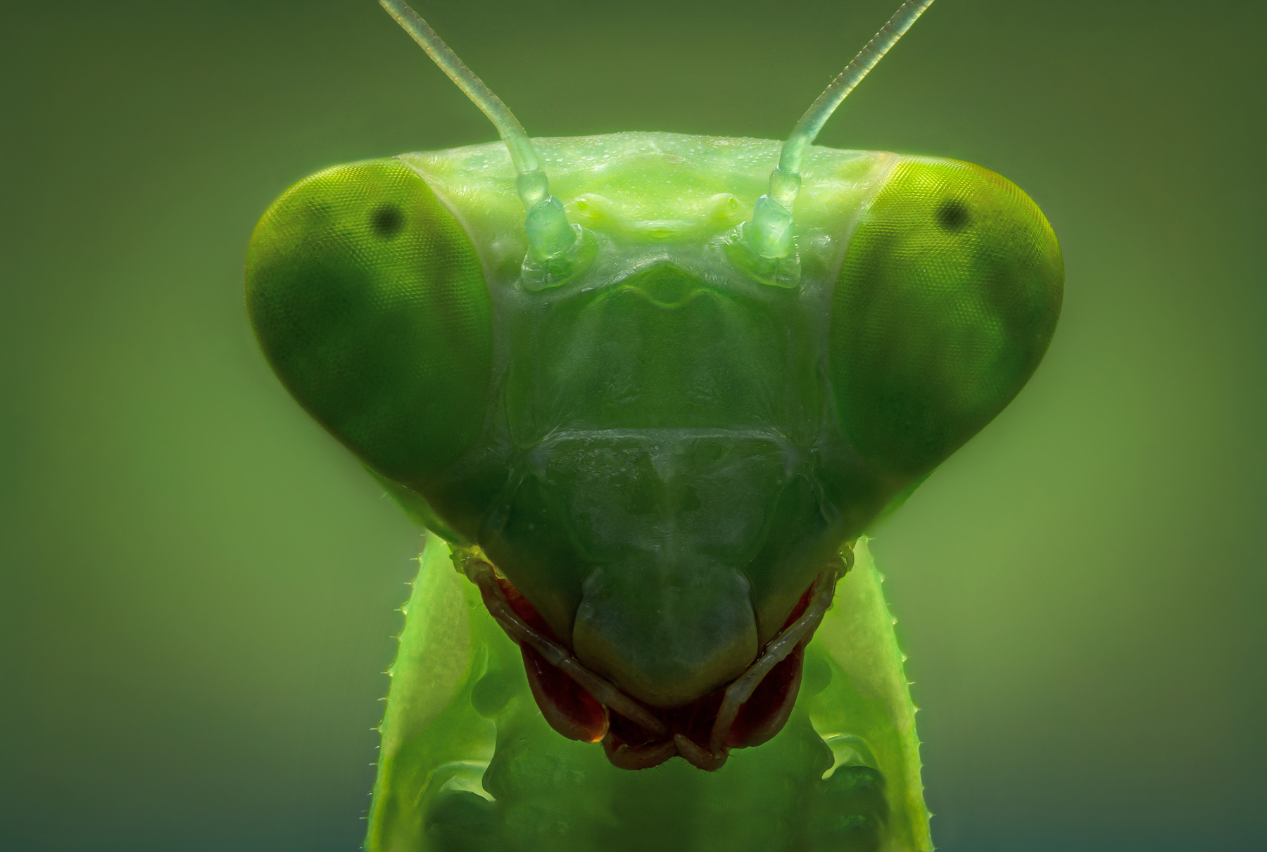 Зелёный человечек )) макро богомол насекомые фон боке природа глаза взгляд лето свет цвет