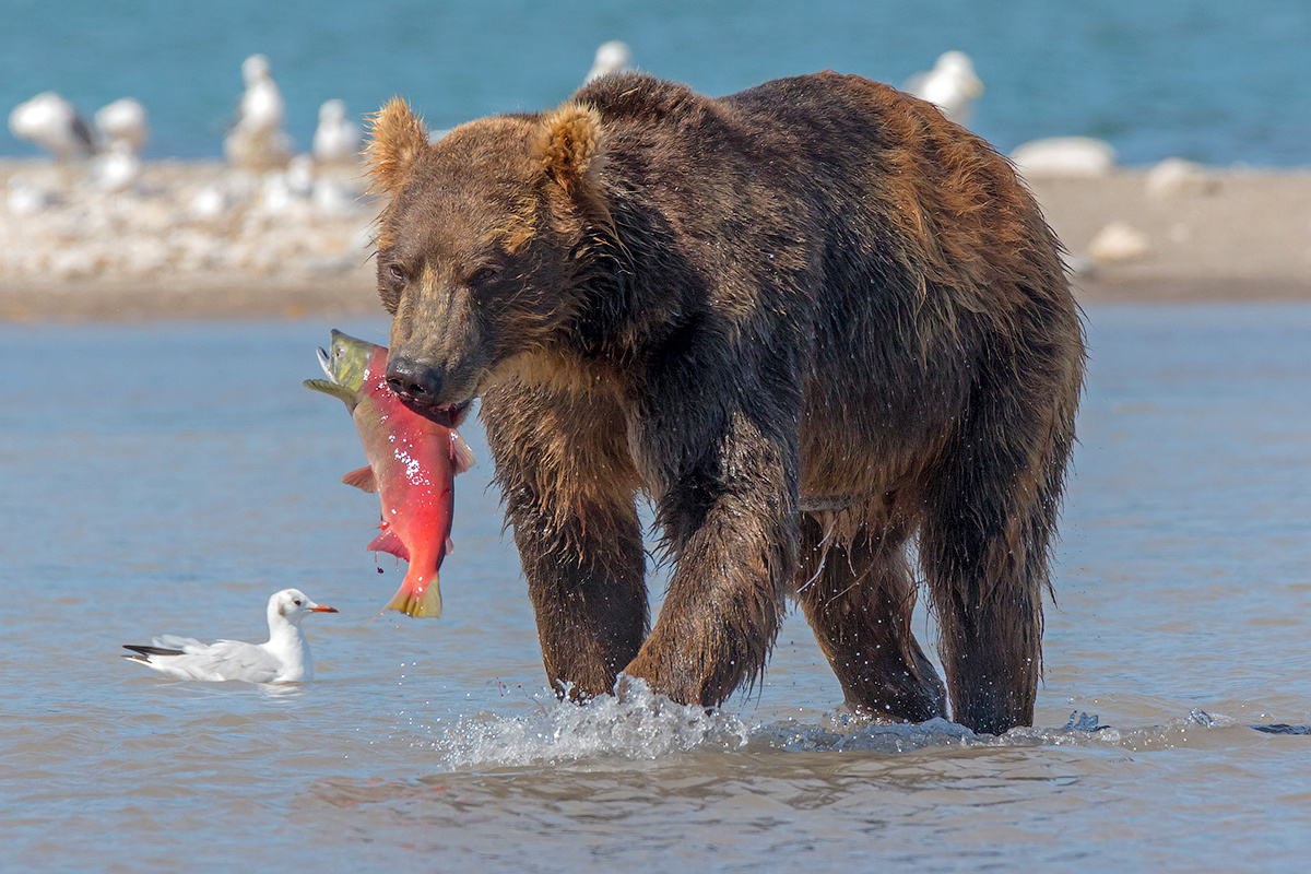 Красивый улов камчатка медведь лосось путешествие лето фототур