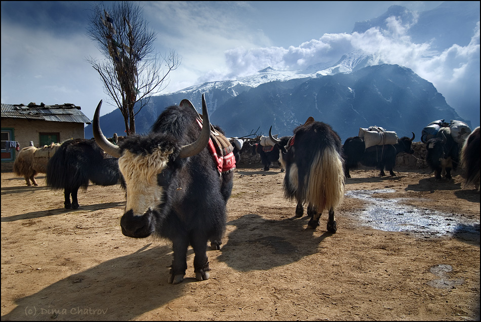Инь-янь Непал Гималаи