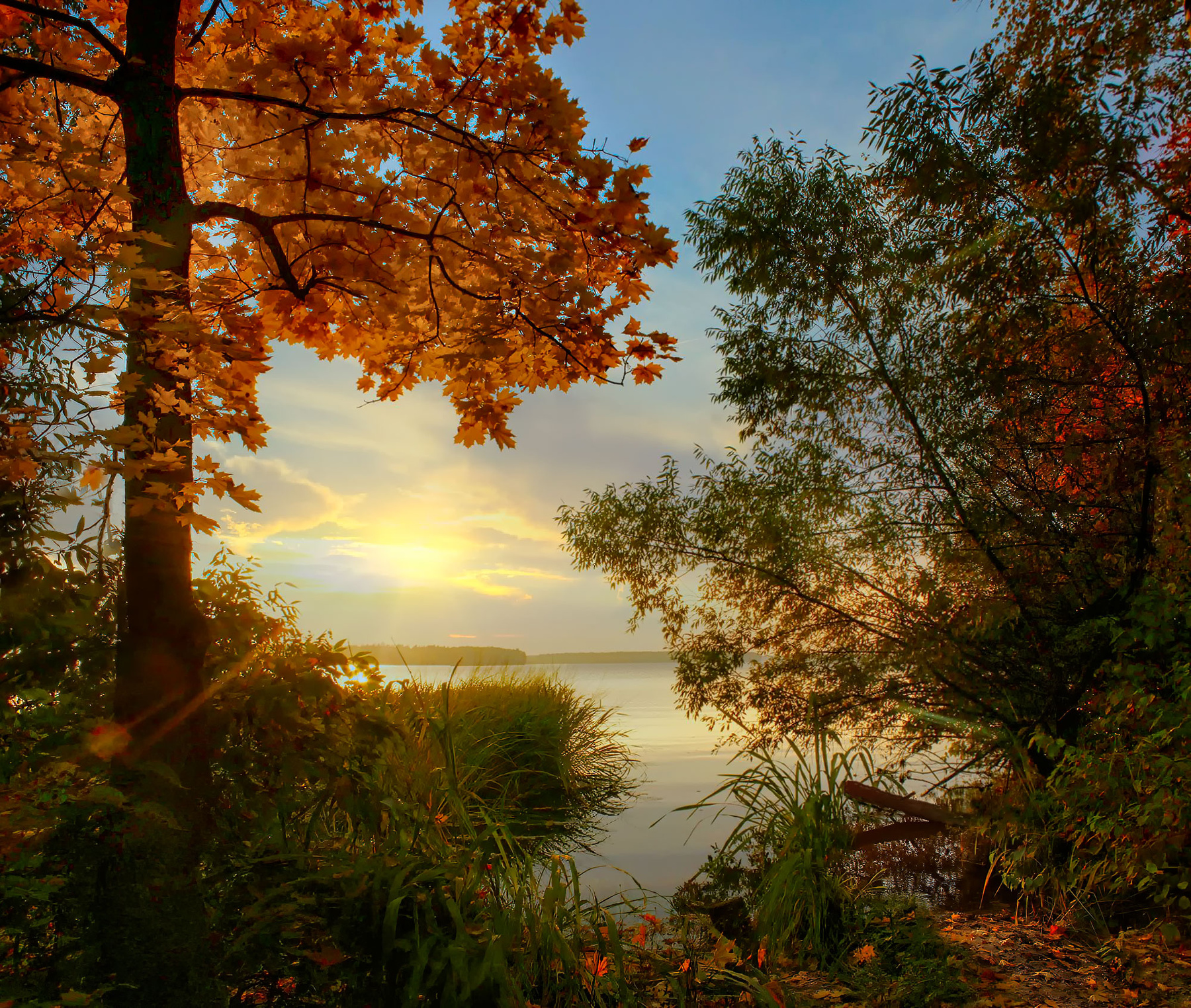 Осенний пейзаж солнце природа пейзаж осень клен закат вода