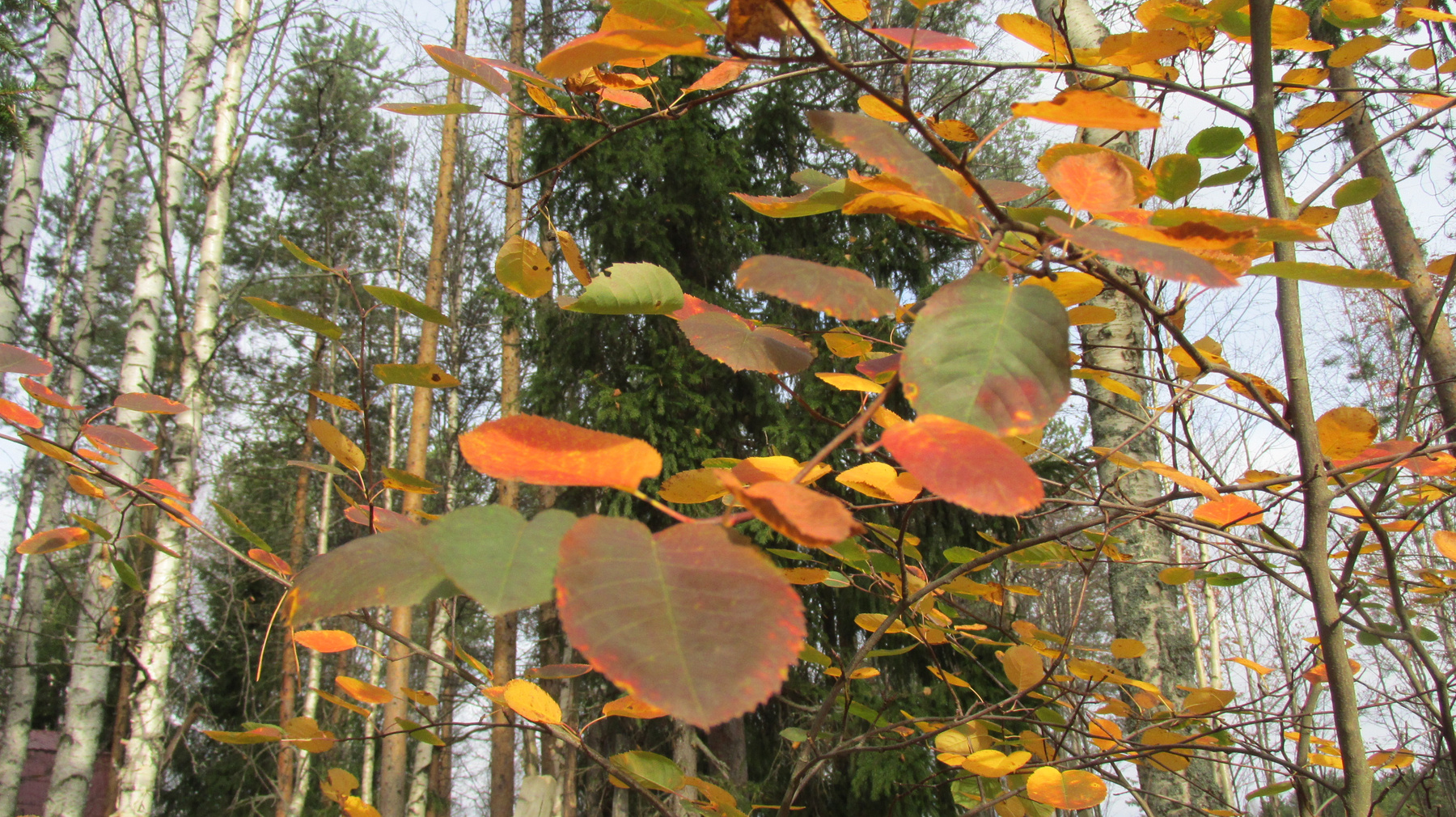 Осенней красотой объят, листву роняет тихий сад. ирга осень