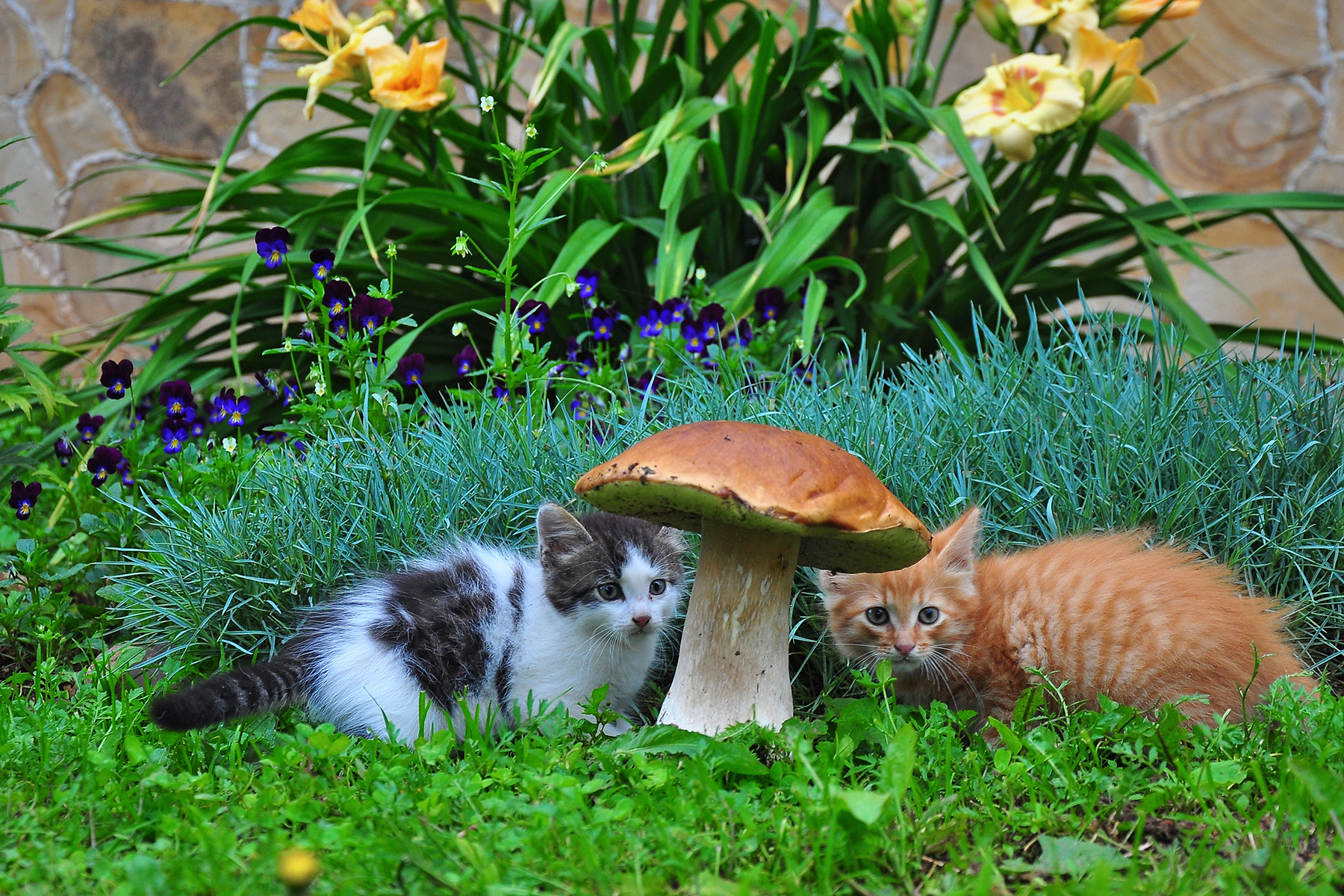 Грибы пошли... котята гриб кот кошка лето