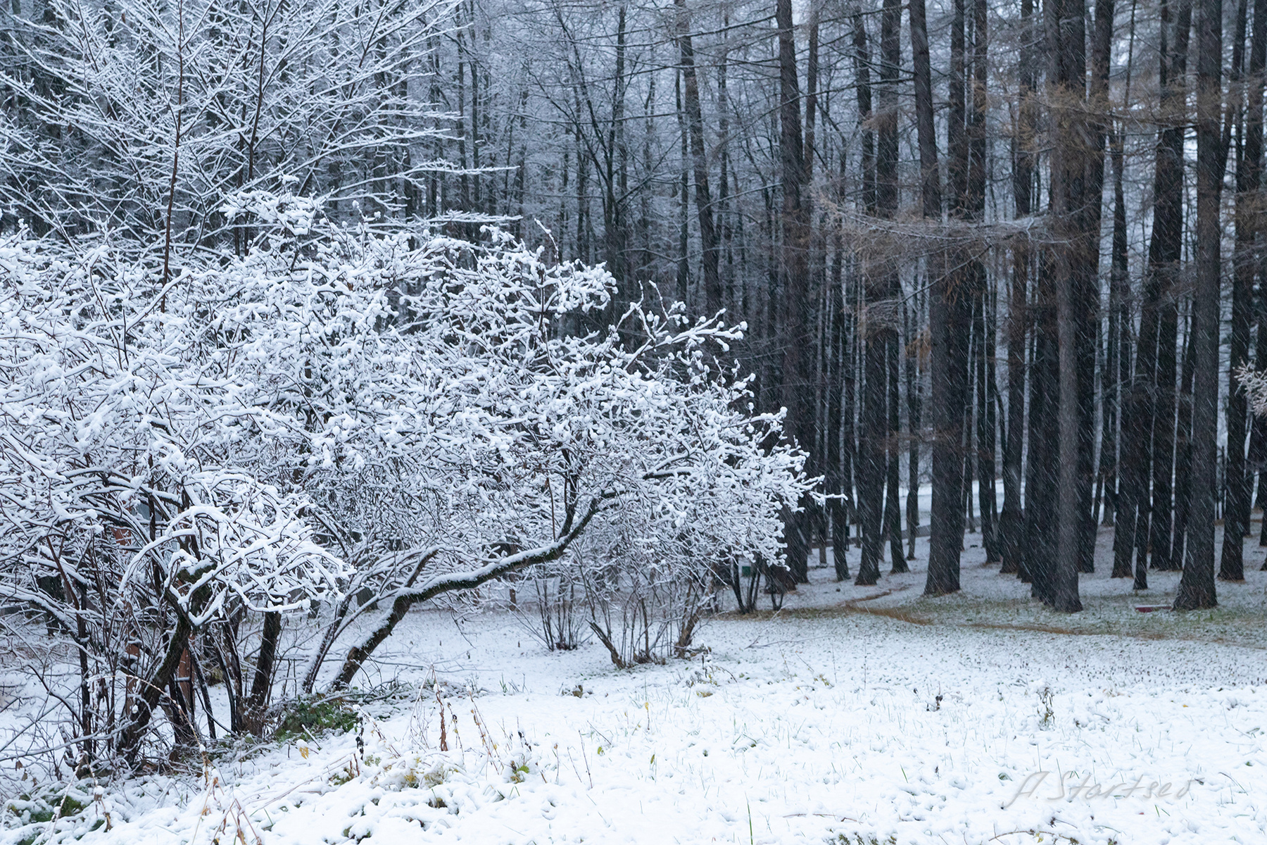 Первый снег зима иней снег парк пейзаж природа Пермский_край Лысьва