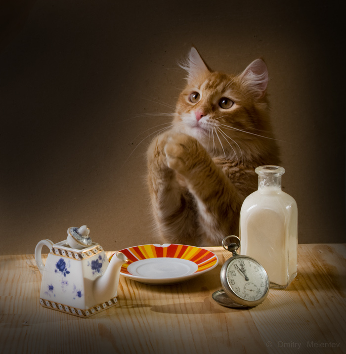 Вот бы рыбки! )) кот ужин молоко трапеза