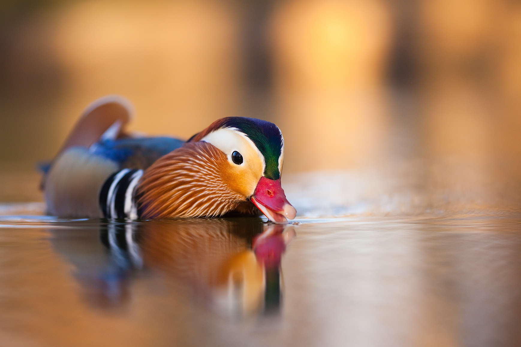 Mandarin duck 