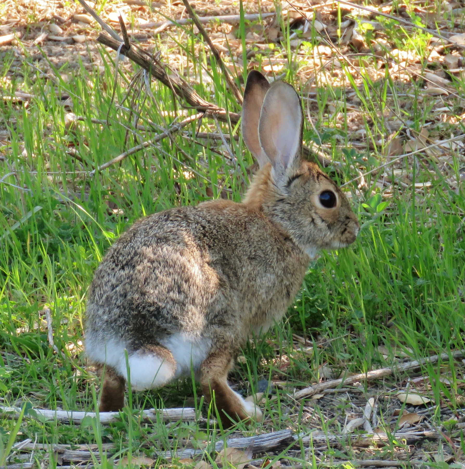 Кролик Нутталла кролик нутталла животное nuttall's mountain cottontail rabbit mammal sylvilagus nuttallii