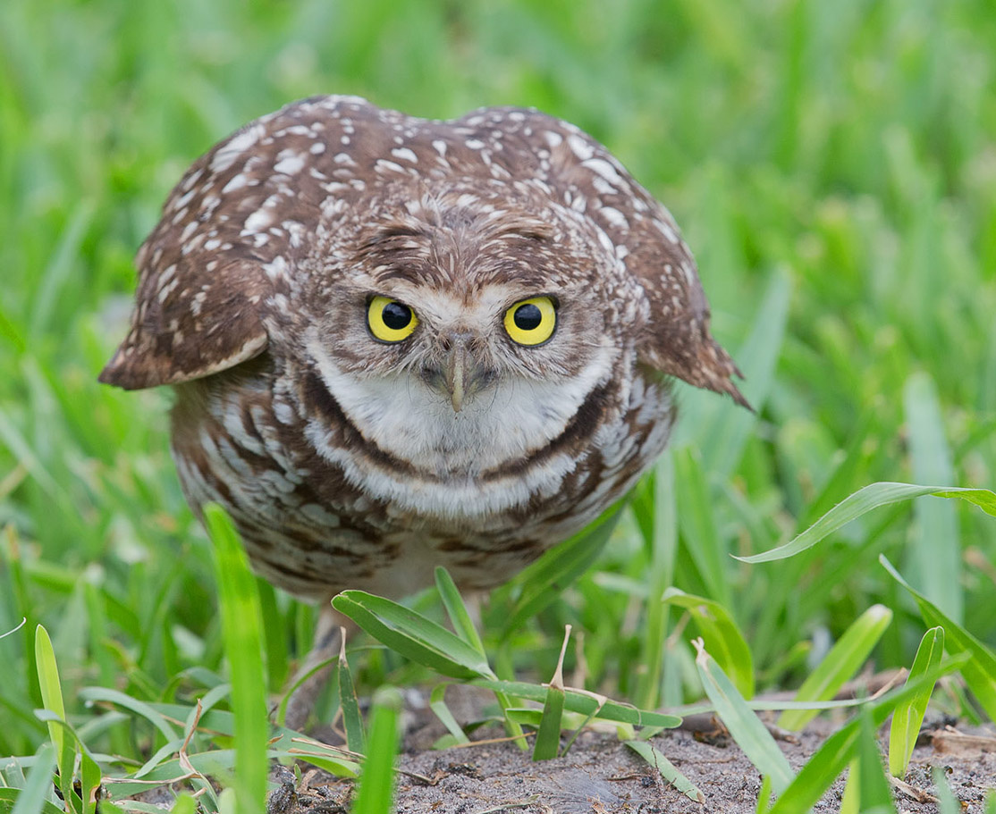 Кроличий сыч - Burrowing Owl 