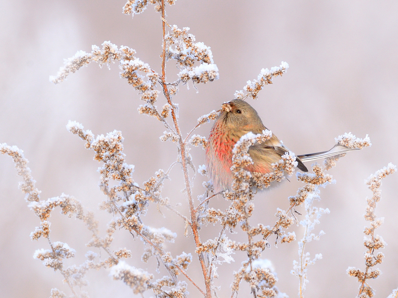 На зимнем лугу природа птицы фотоохота урагус
