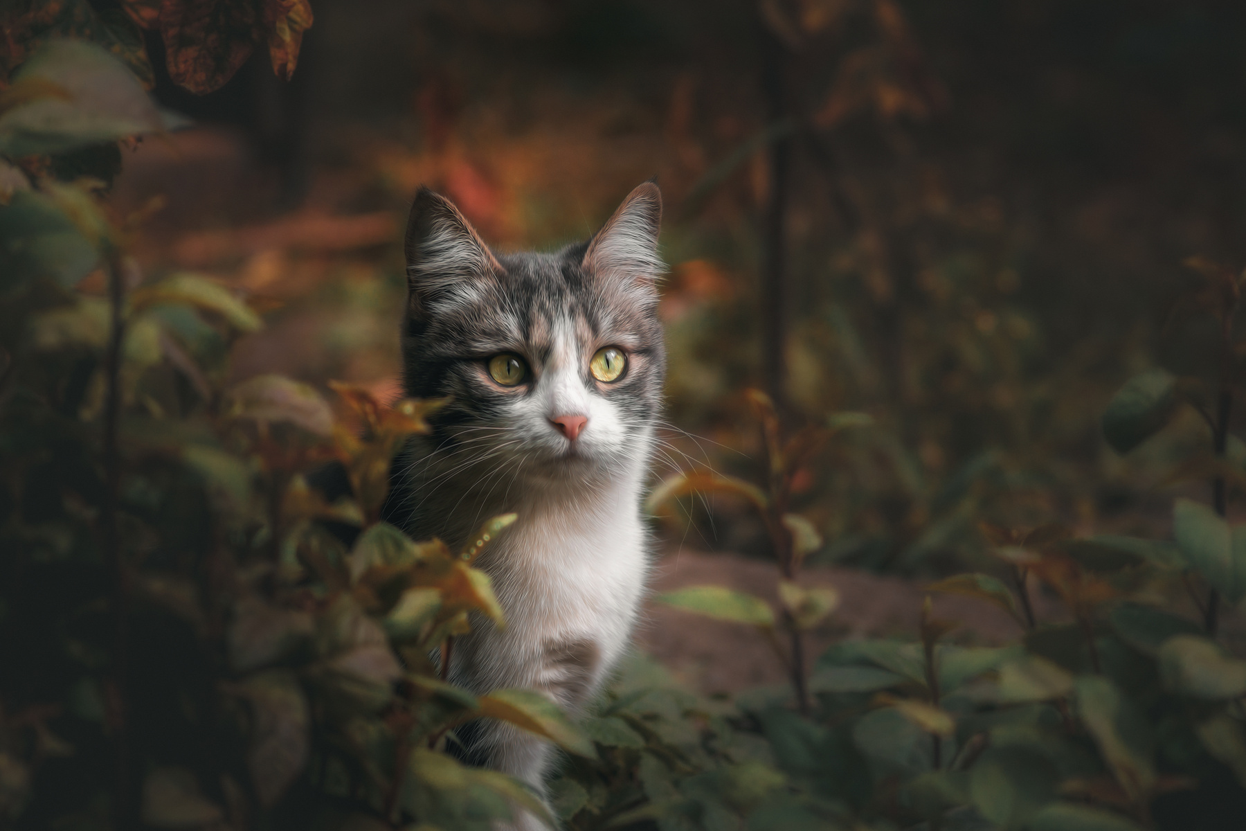 В засаде. кошка осень портрет вечер сумерки животные фон боке фотоохота глаза взгляд листья