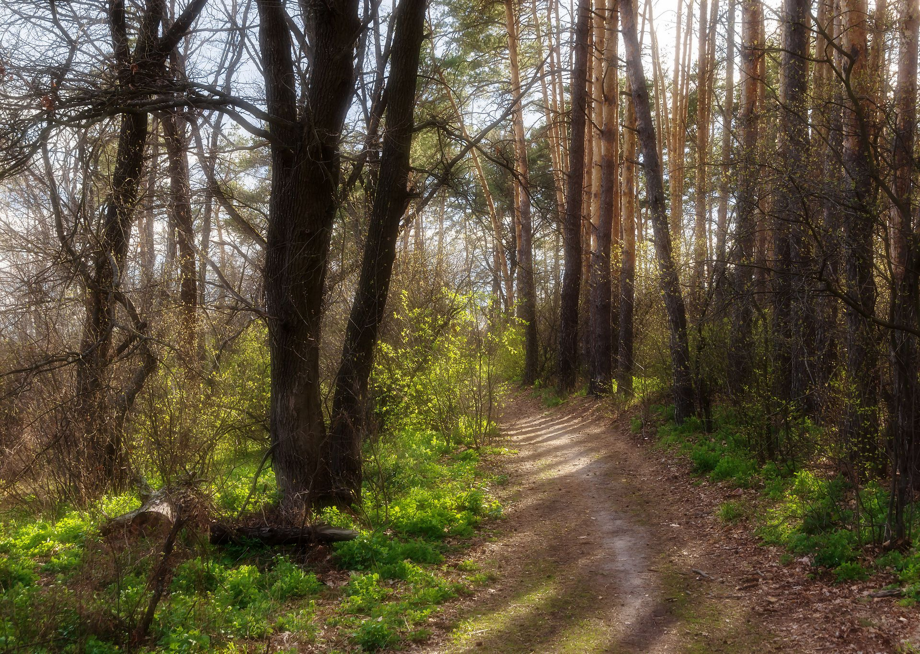 Дорога в Весну природа пейзаж Воронеж пригород Сомово весна солнце лес сосны