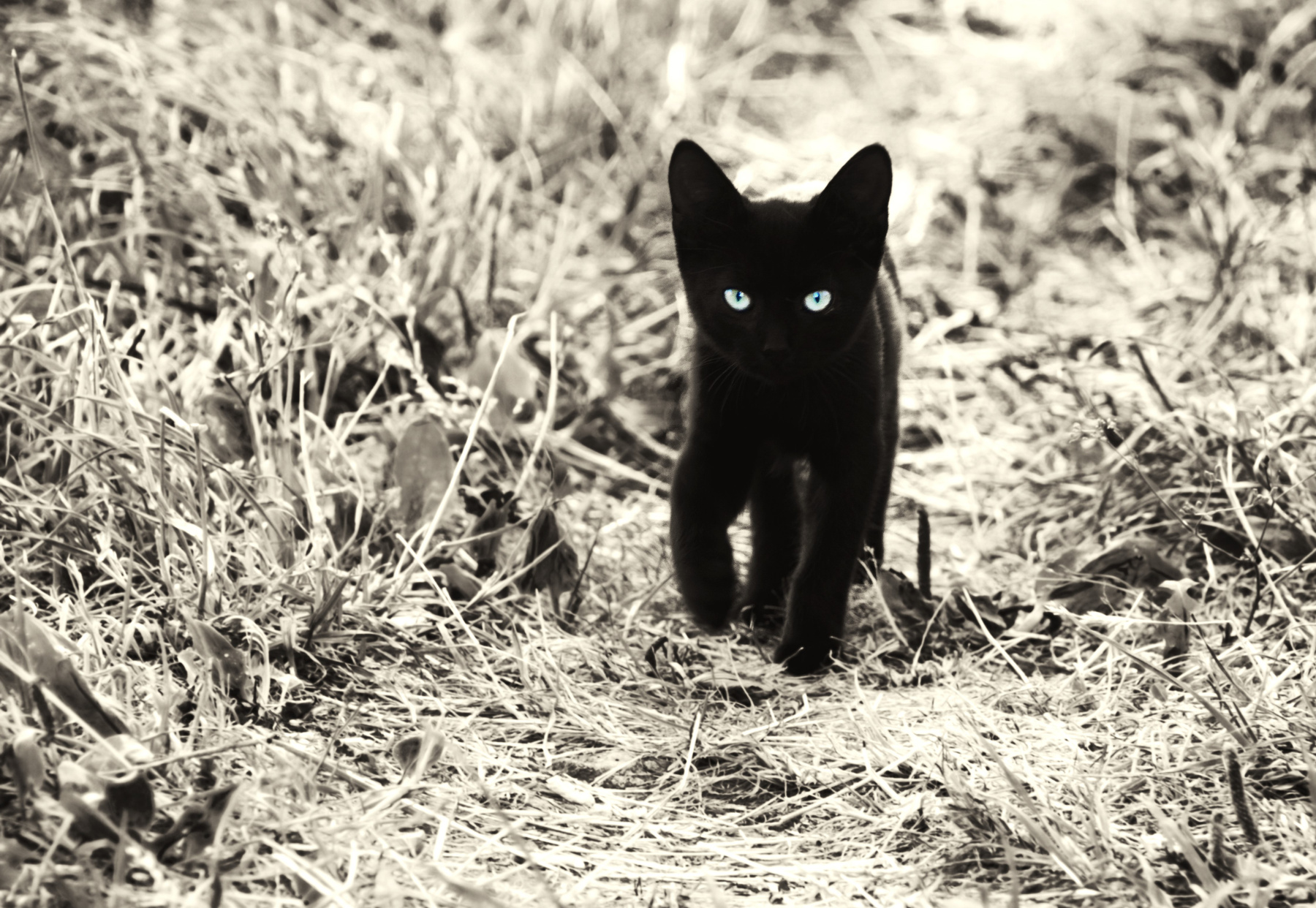 котоарт россия урал лето город уличное фото природа животные кошки чернобелое боке трава тропинка