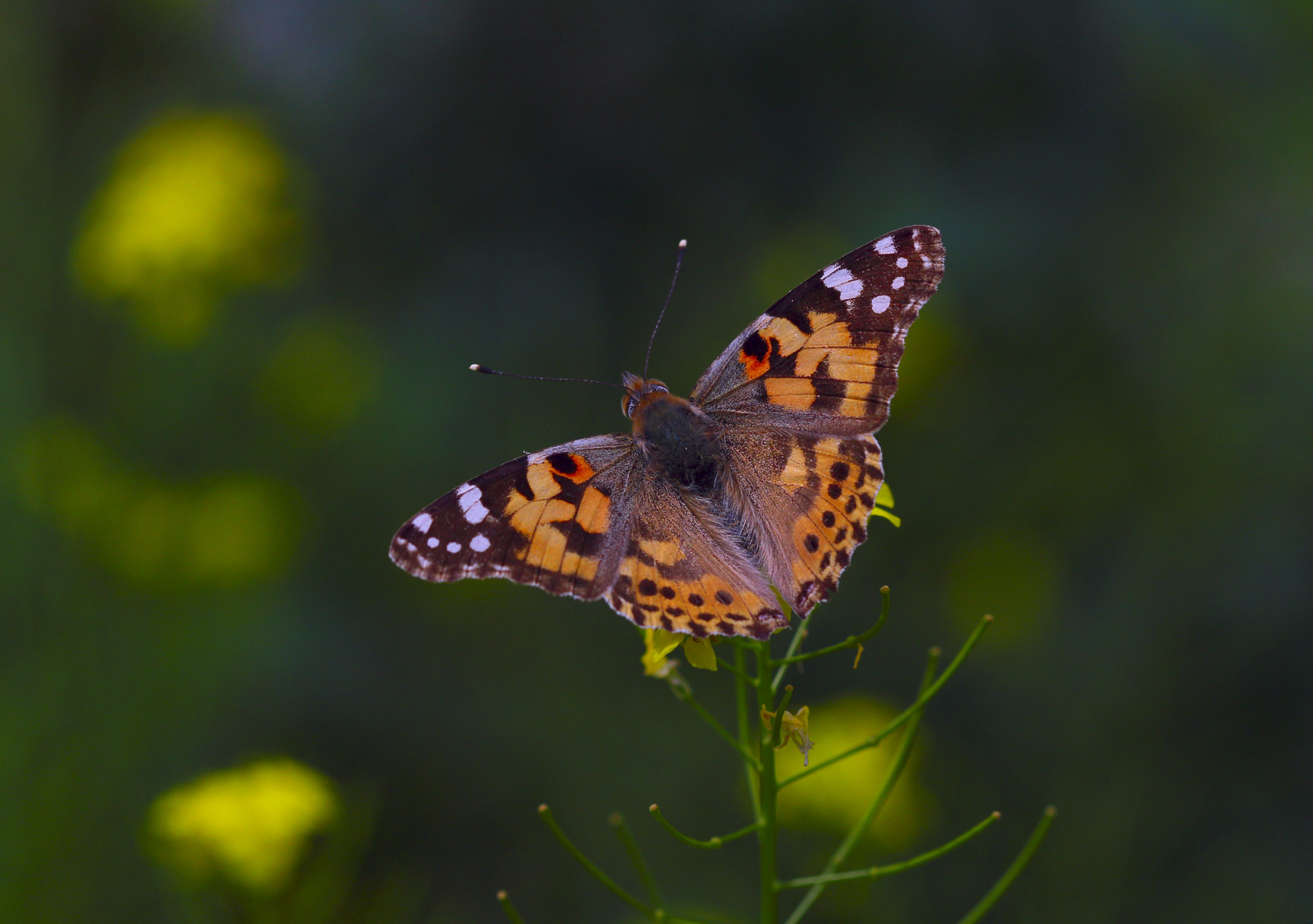 *** бабочка butterfly papillon fjäril kikilips vlinder mariposa