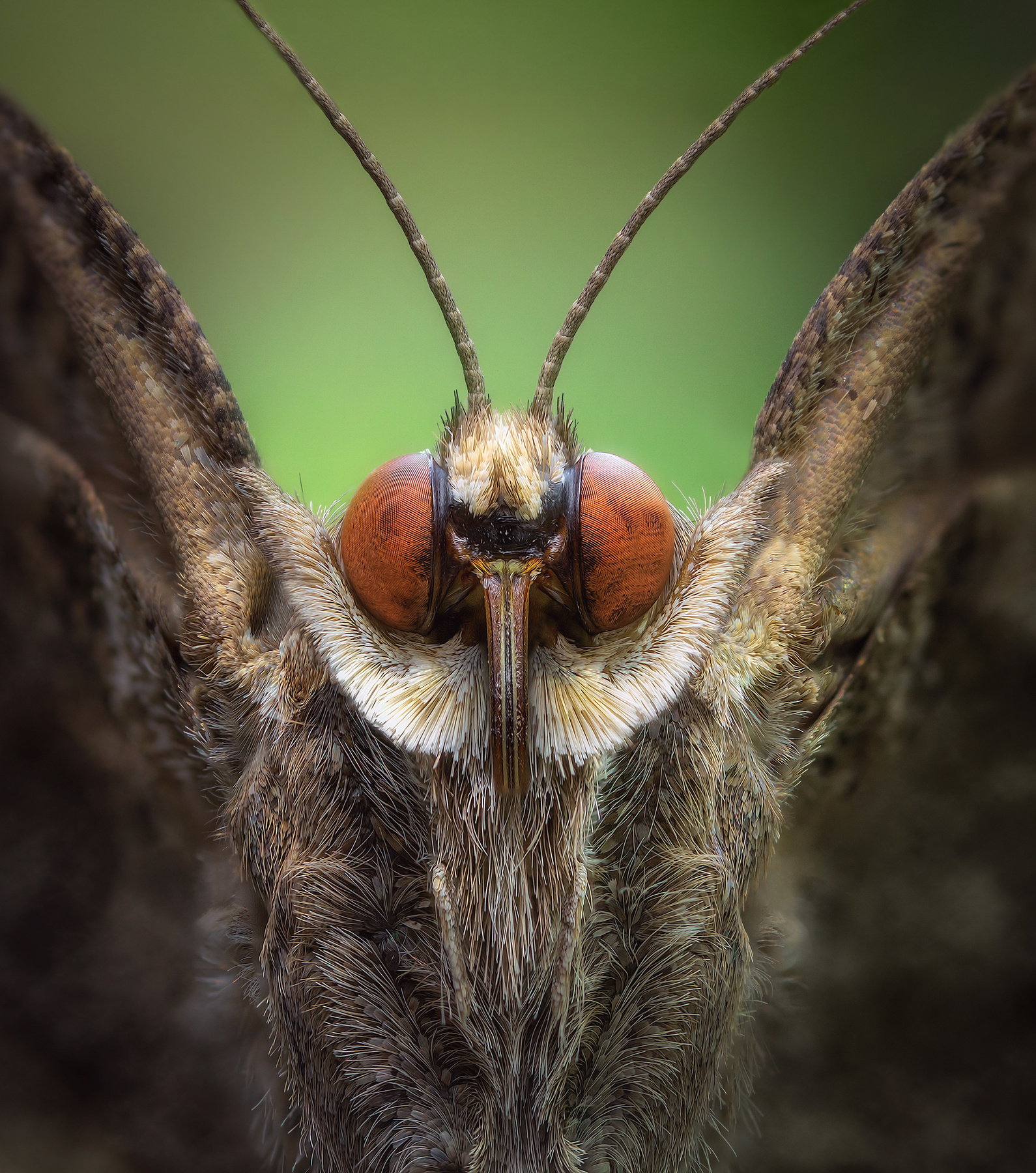 Гаргулья. макро бабочка насекомые фон боке природа глаза взгляд лето свет цвет