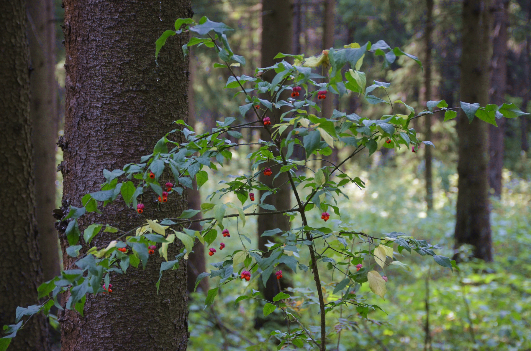 *** Москва Новофёдоровское лес прогулка листва кустарник сентябрь дикие ягоды
