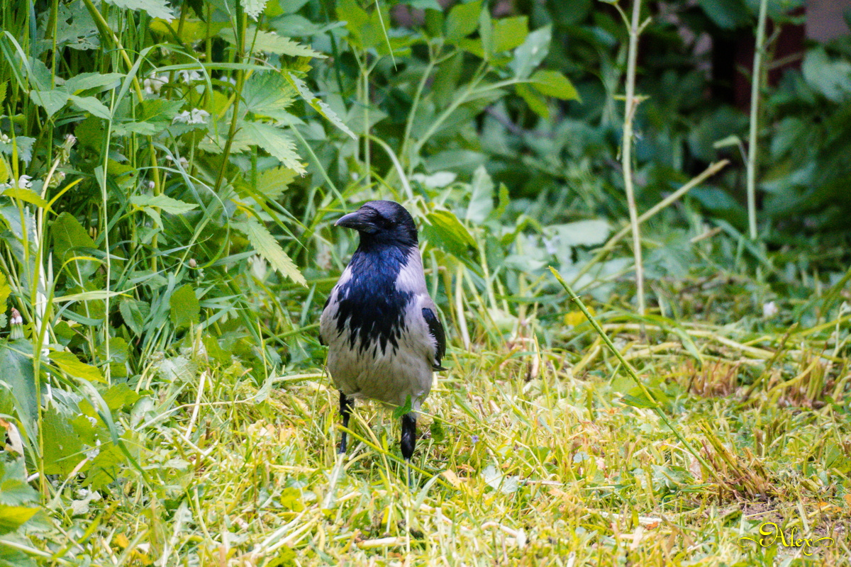 Подозрительный взгляд ворона природа птица лето