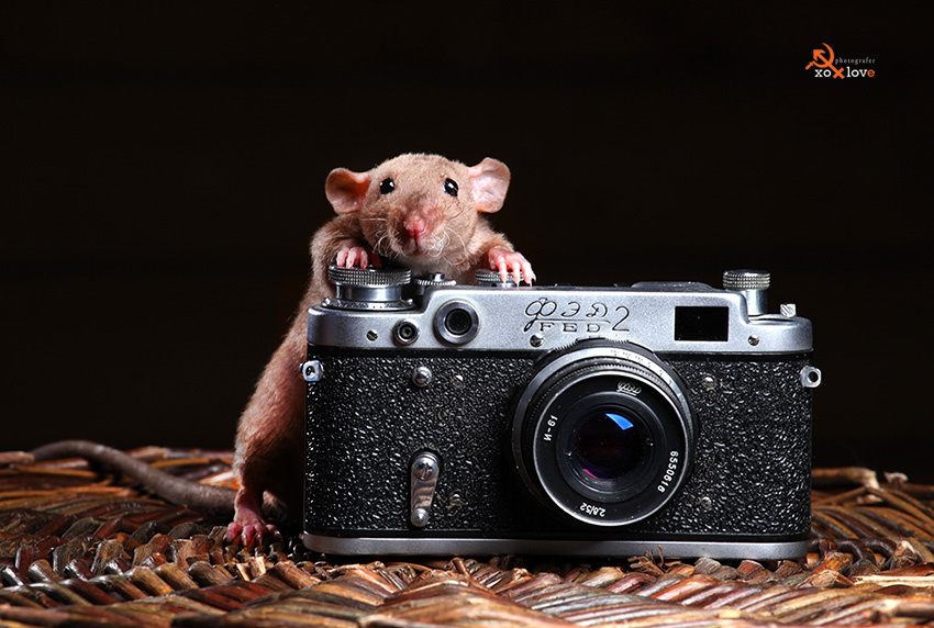 Внимание - снимаю))) Крыса фотоаппарат профессиональная фотография