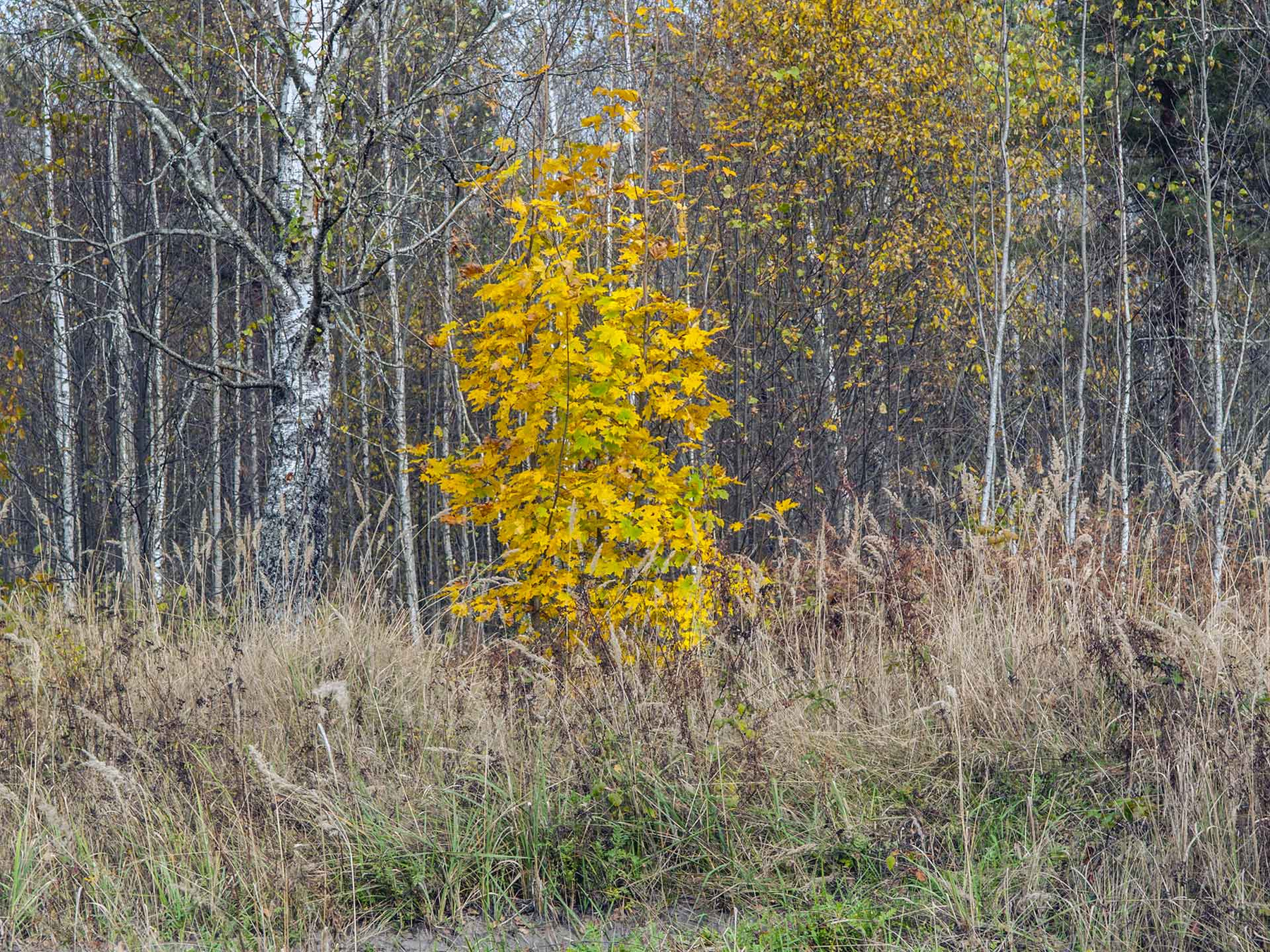 Теплый октябрь 3 лес клён цвет