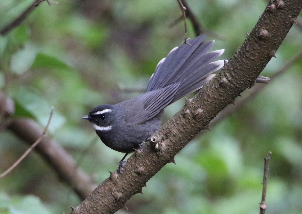 White-throated Fantail 