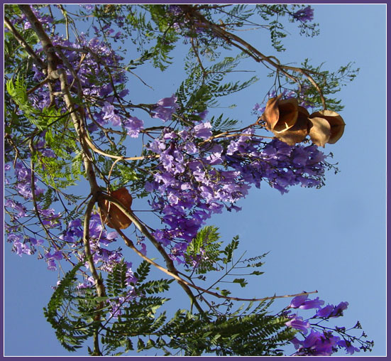 Цветет джакаранда Jacaranda жакаранда джакаранда палисандровое дерево