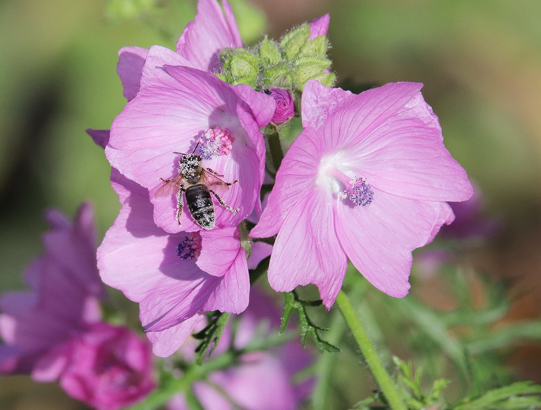 с головы до ног Насекомые пчелы цветы нектар лето