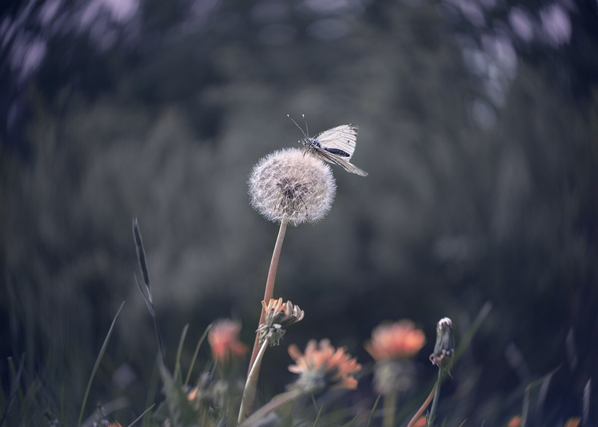 Лепидоптера Цветок бабочка лето природа