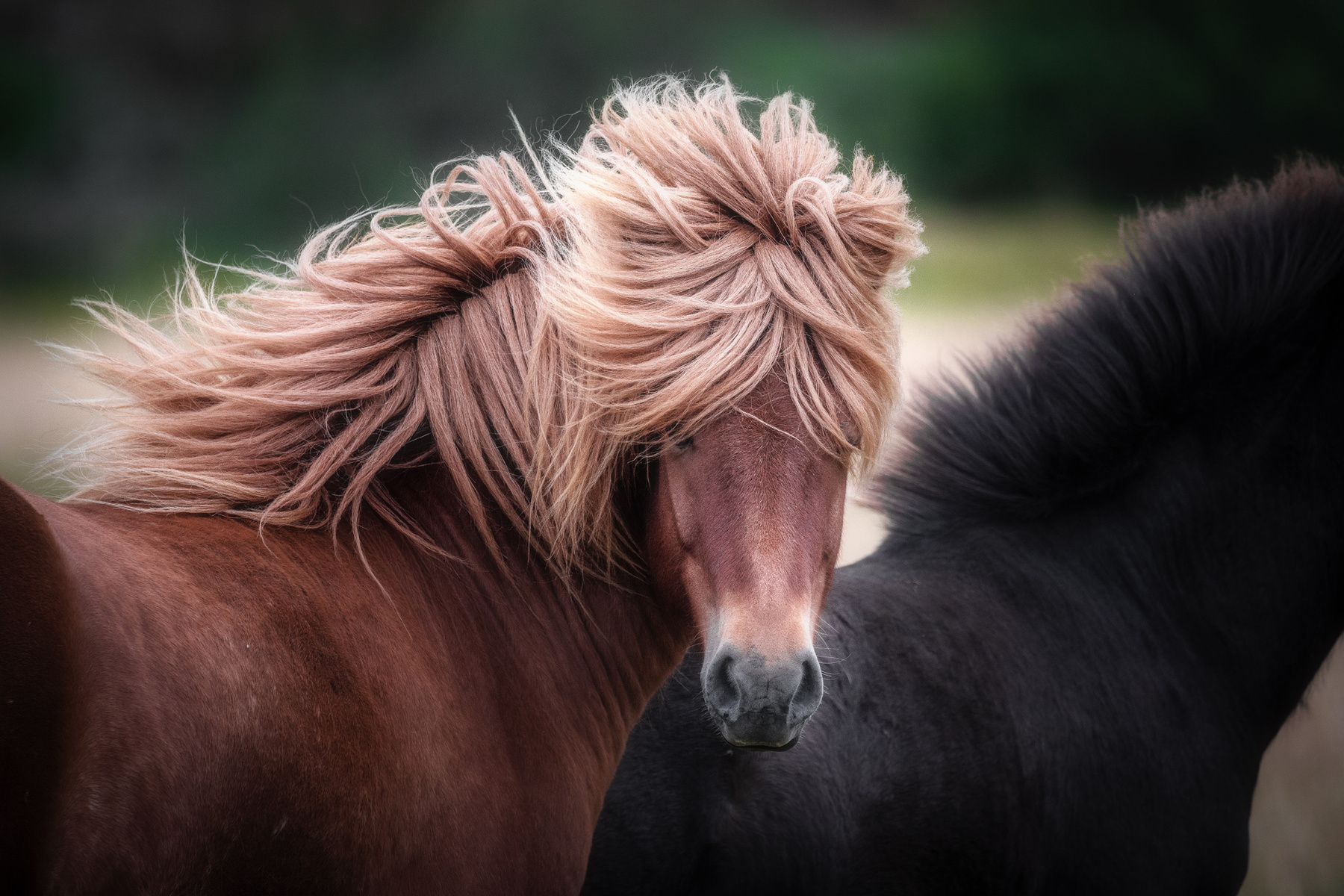 Исландские лошади лошади Исландия природа