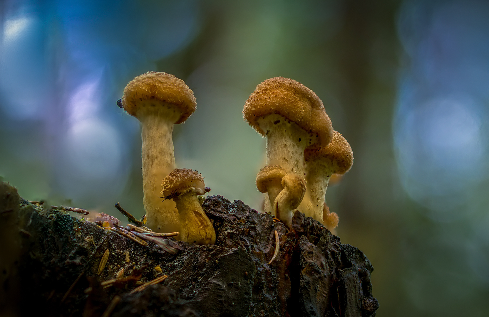 *** грибы опята лес макро