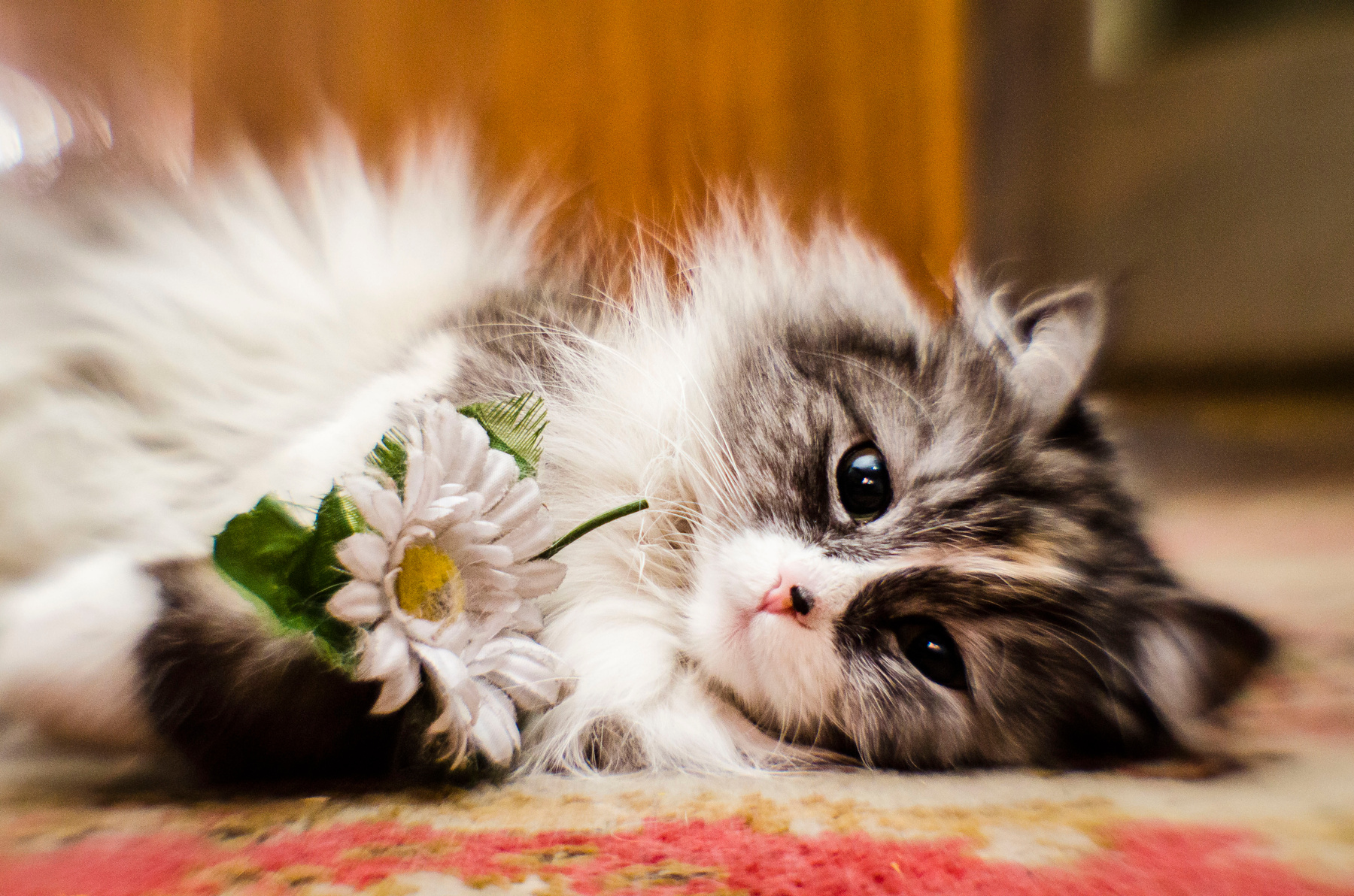 Девочки любят цветы Кошка цветок пушистая красивая