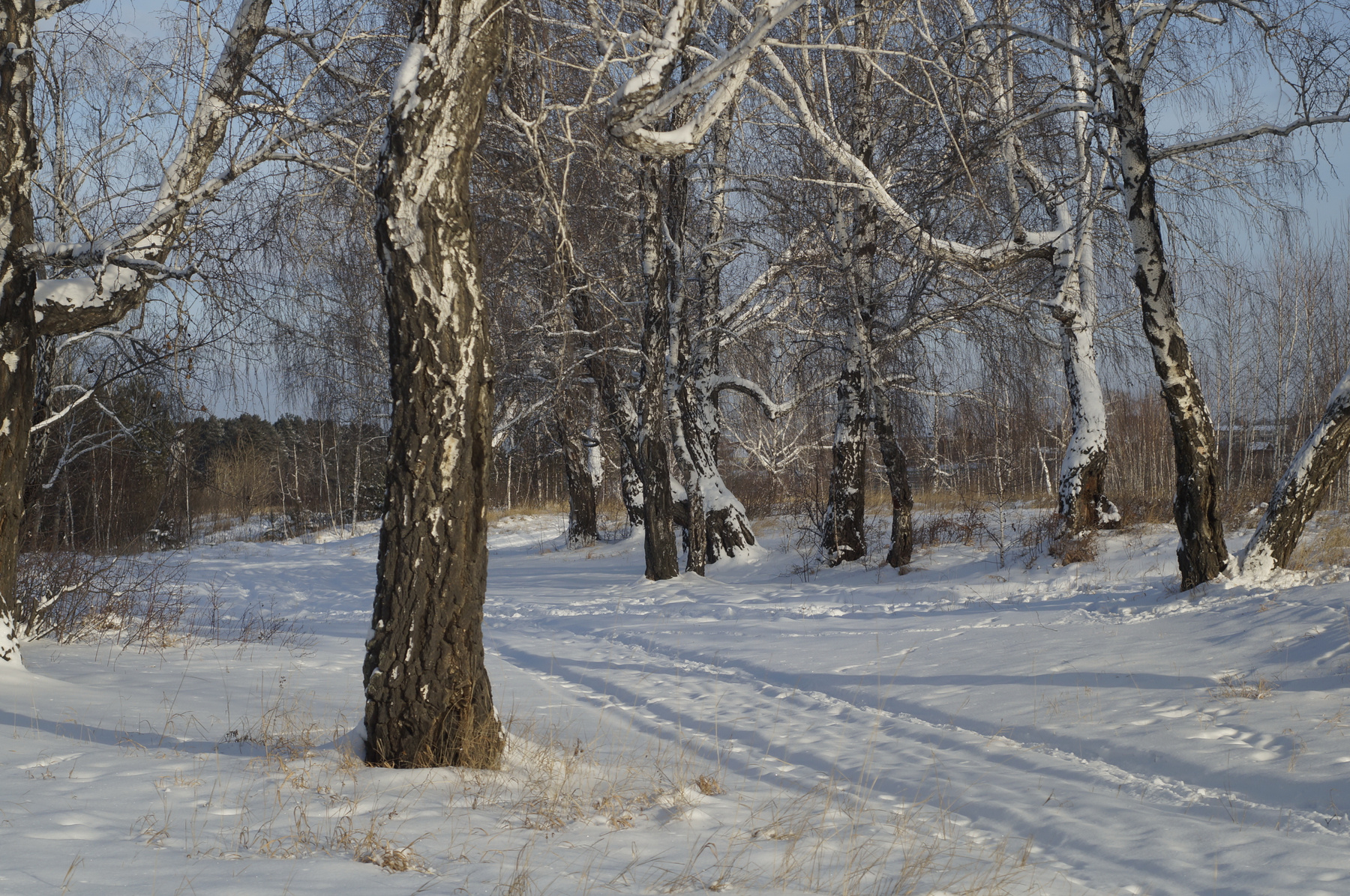 Зимние картинки зима снег деревья березы лес