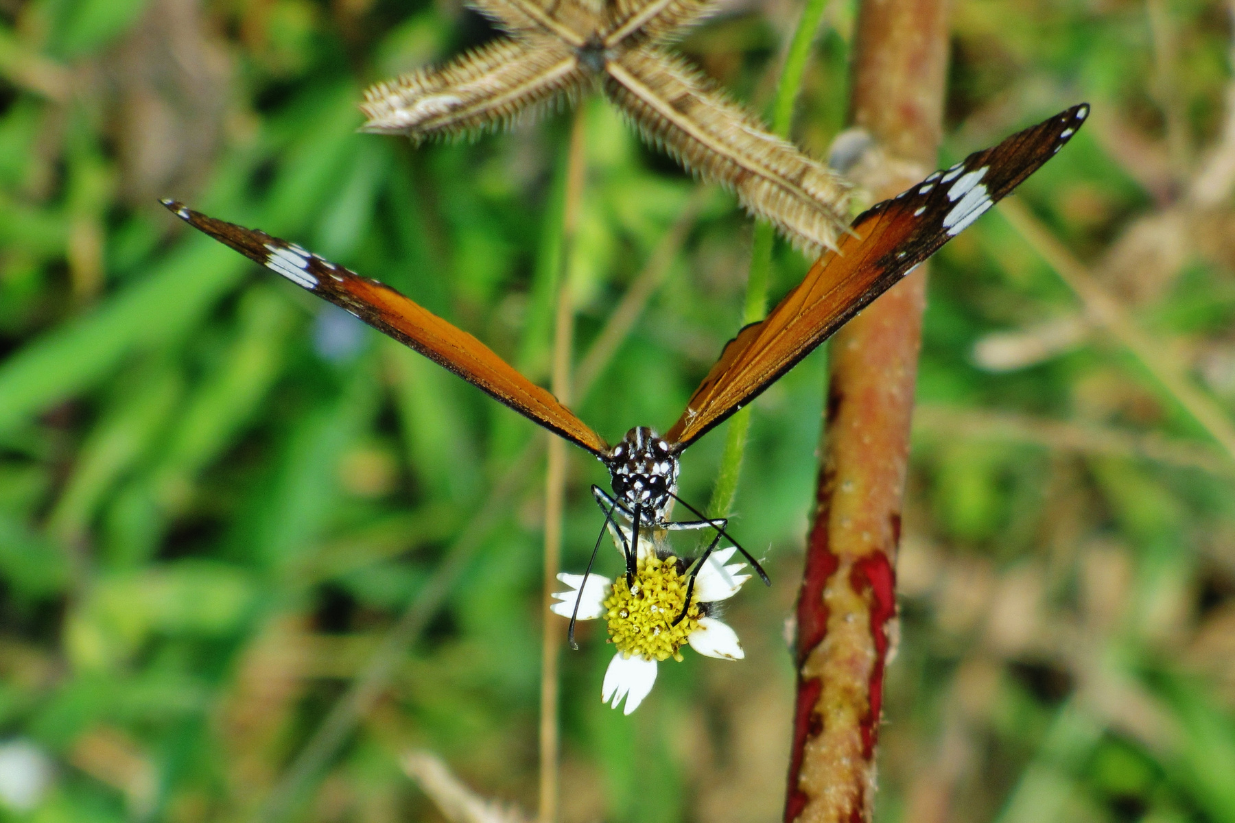 Коричневая бабочка насекомое насекомые бабочка бабочки опылители индия india insects butterfly butterflies rhopalocera pollinators