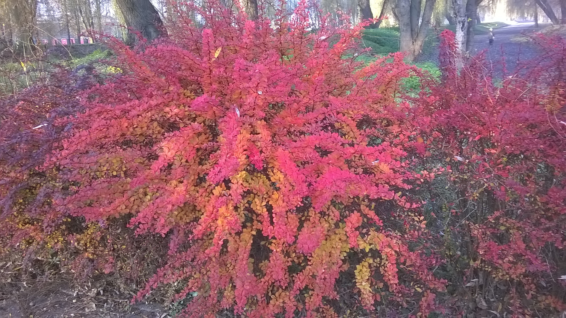*** осень красный куст природа яркое