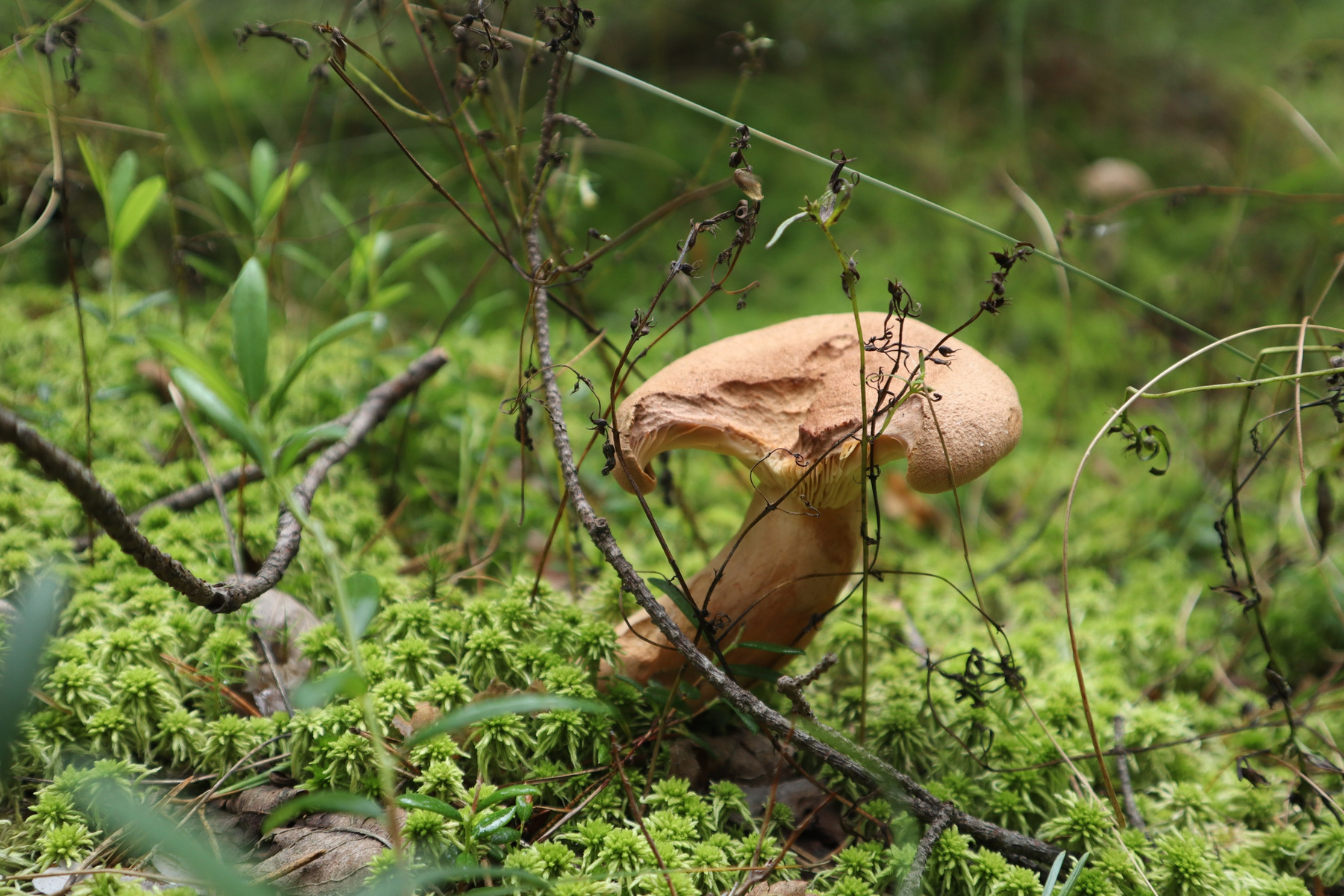 гарькушка лес по грибы гарькушка мох