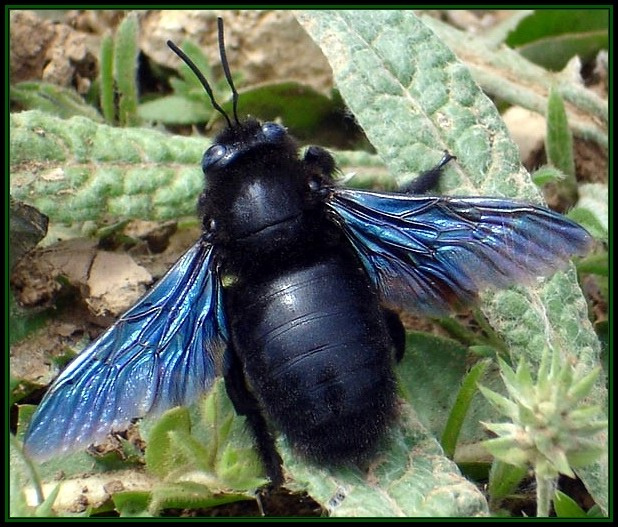 Пчела - плотник синий пчела плотник