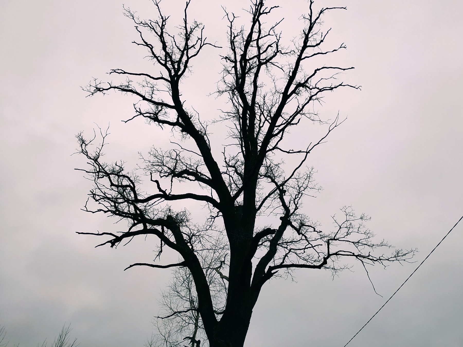 Вольнорастущее дерево осенью Дерево небо поздняя осень контрасты