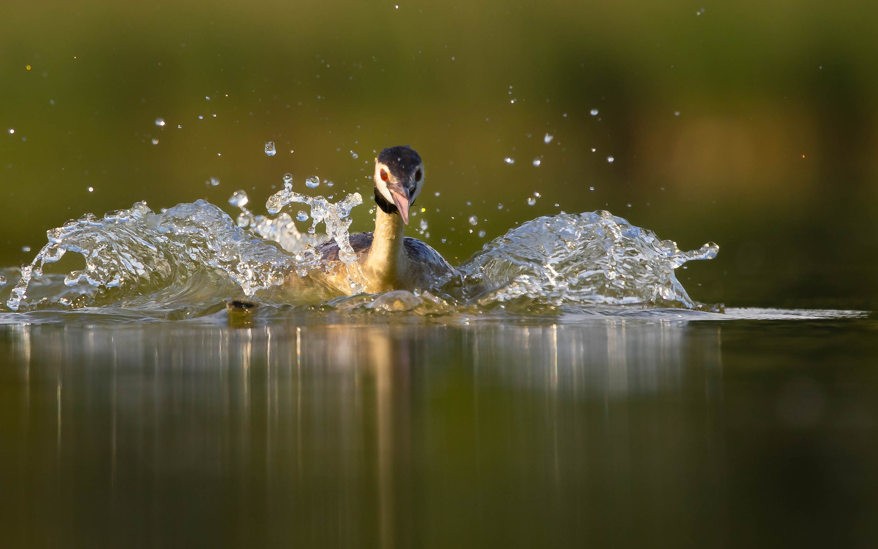 Great crested grebe 