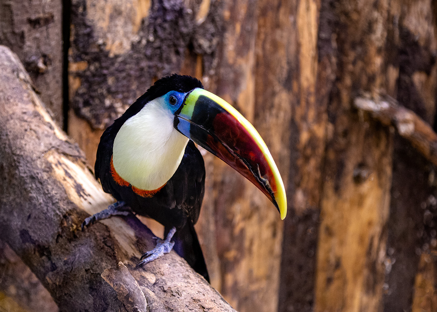 Тукан тукан животные птица зоопарк toucan zoo animal bird