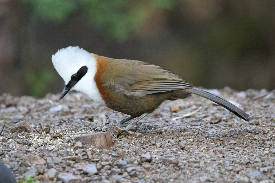 White-crested Laughingthrush 